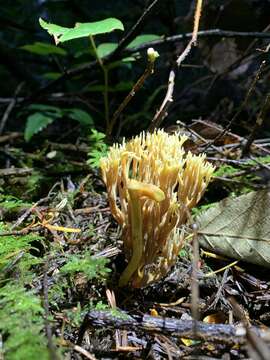 Imagem de Phaeoclavulina myceliosa