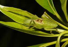 Imagem de Banza kauaiensis (Perkins & R. C. L. 1899)