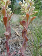 Image of oblongleaf stonecrop