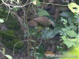 Image of Masked Laughingthrush