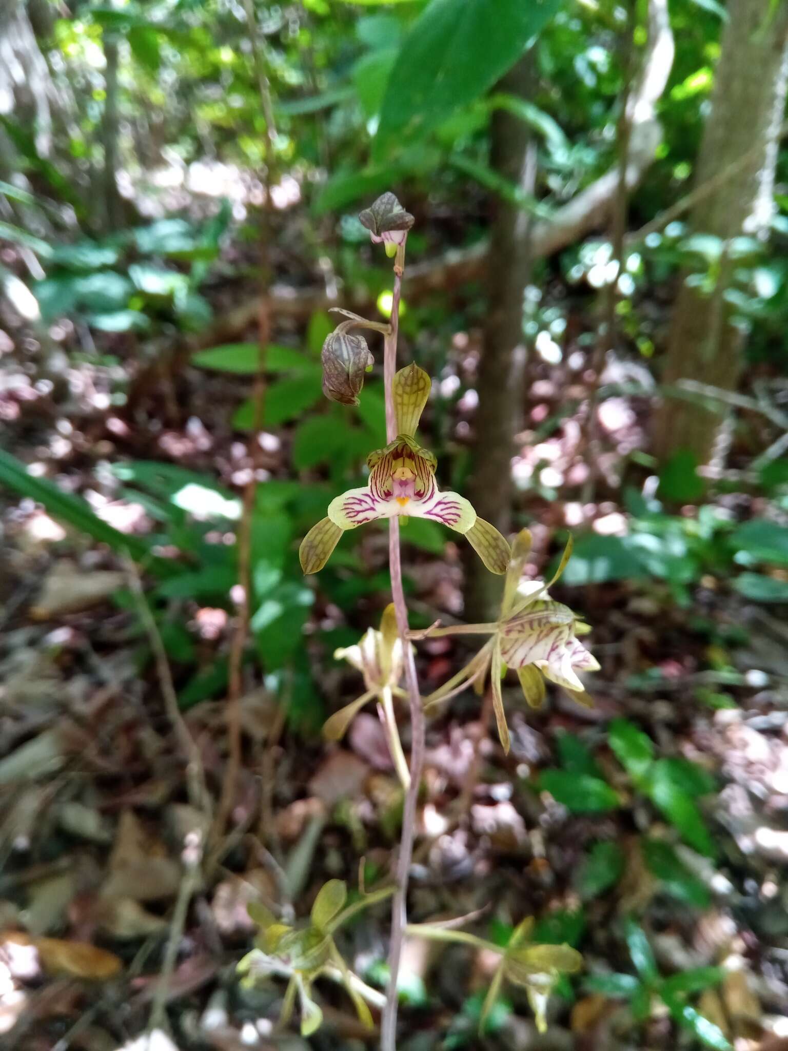 Imagem de Oeceoclades spathulifera (H. Perrier) Garay & P. Taylor