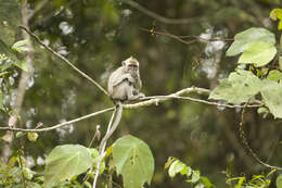 Macaca fascicularis fascicularis (Raffles 1821) resmi