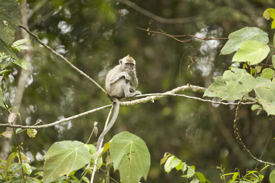 Image of Macaca fascicularis fascicularis (Raffles 1821)