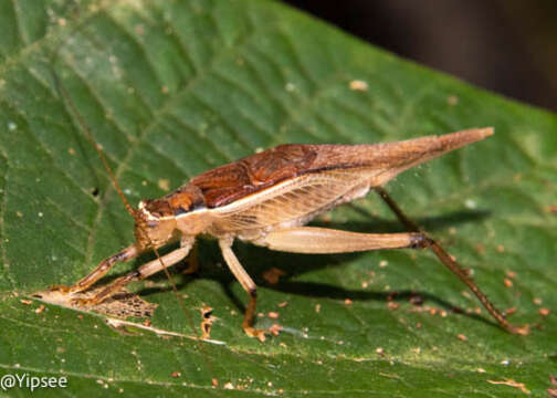 Image de Sonotrella (Sonotrella) major Liu, Xian-wei, Haisheng Yin & Yunzhen Wang 1993