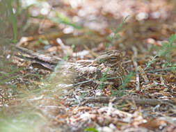 Image of Slender-tailed Nightjar