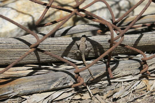 Image of Blandford's Semaphore Gecko