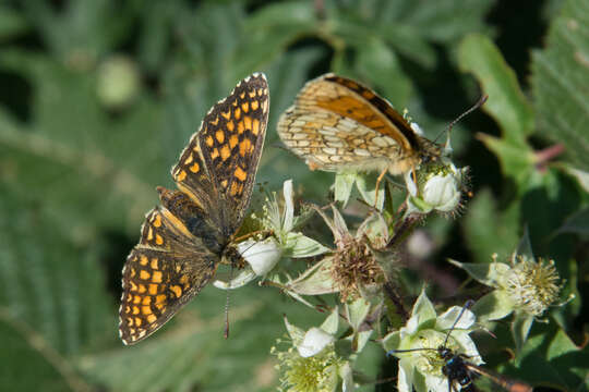 Imagem de Melitaea celadussa Fruhstorfer 1910