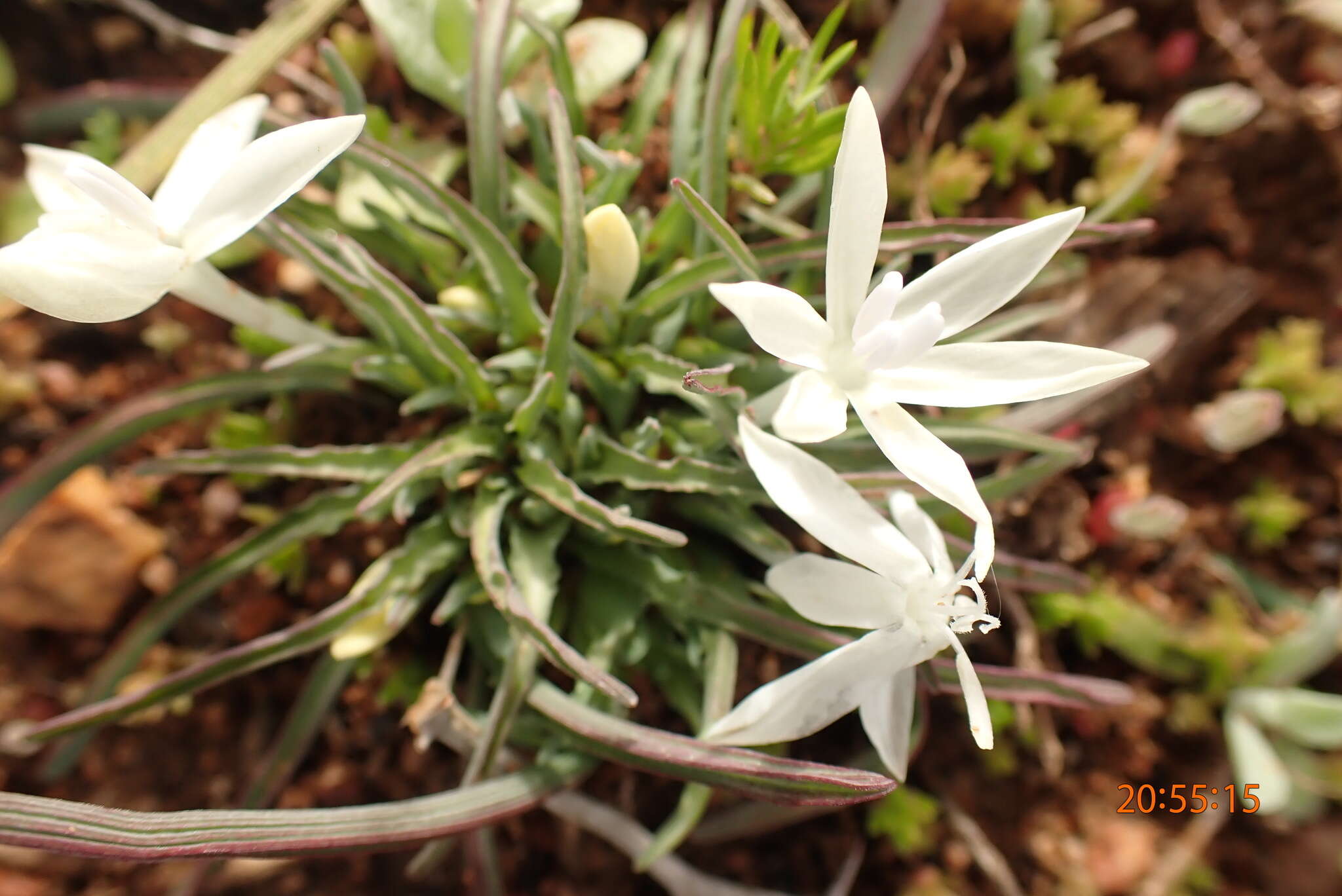 Image of Lapeirousia plicata (Jacq.) Diels