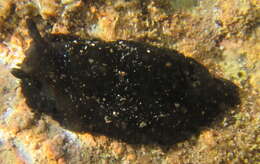 صورة Dendrodoris nigra (Stimpson 1855)