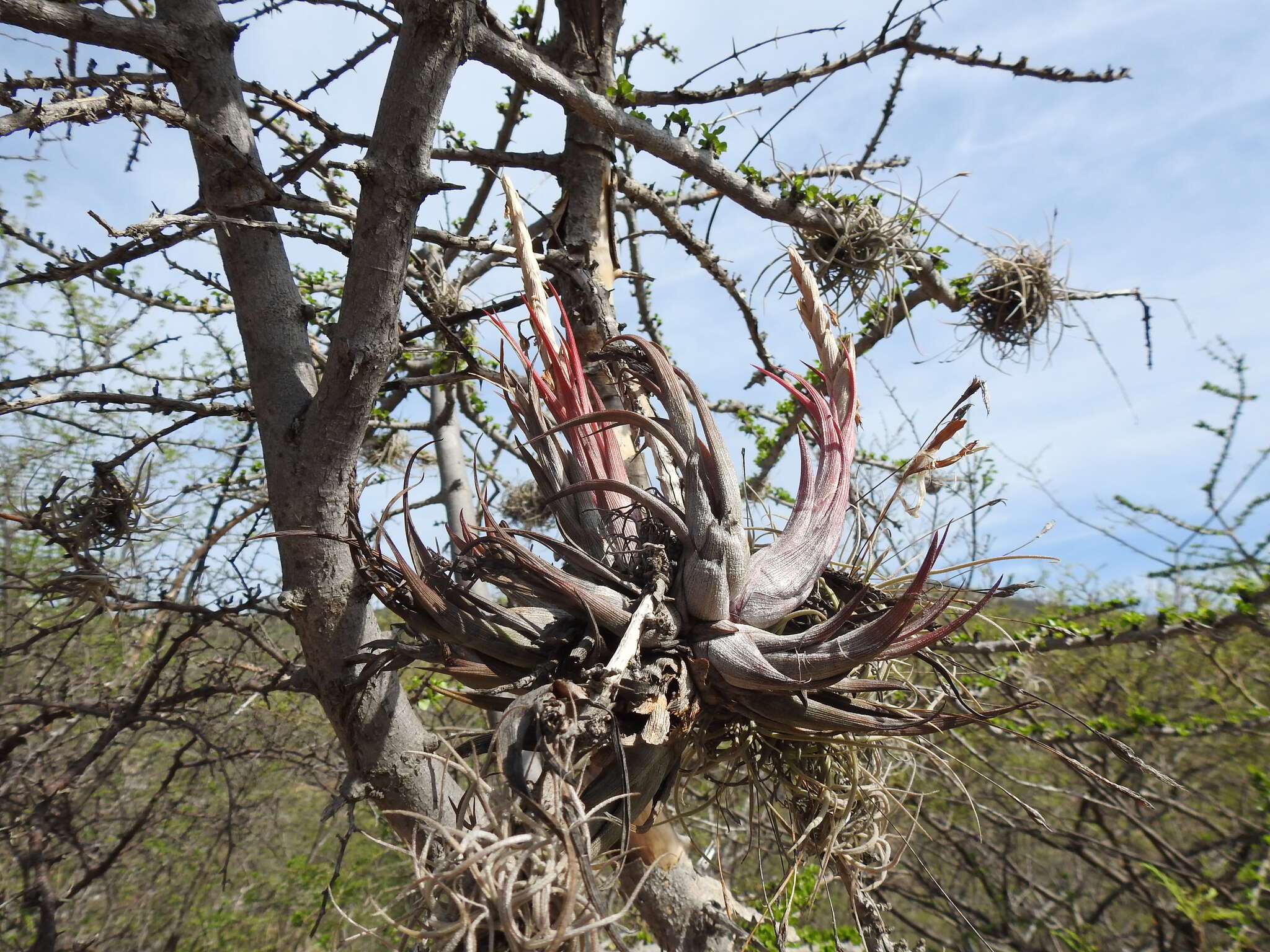 Tillandsia circinnatioides Matuda resmi