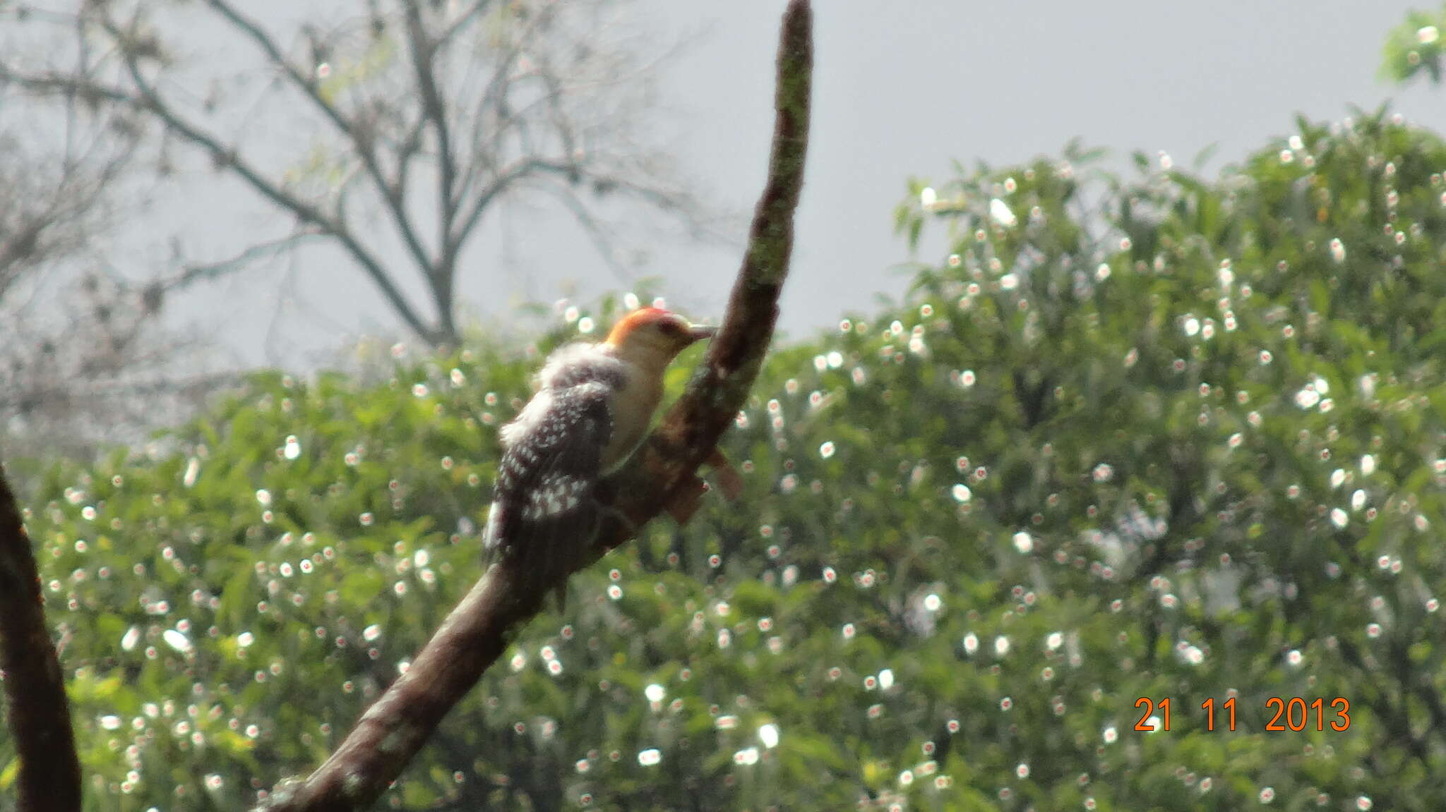 Image of Red-crowned Woodpecker