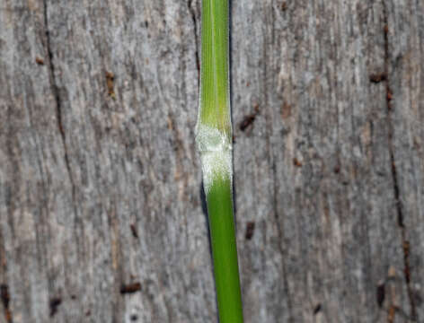 Image of Austrostipa densiflora (Hughes) S. W. L. Jacobs & J. Everett