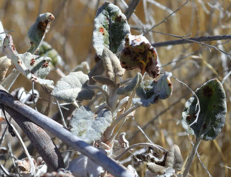 Image of protruding buckwheat