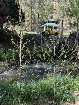 Image of narrowleaf cottonwood