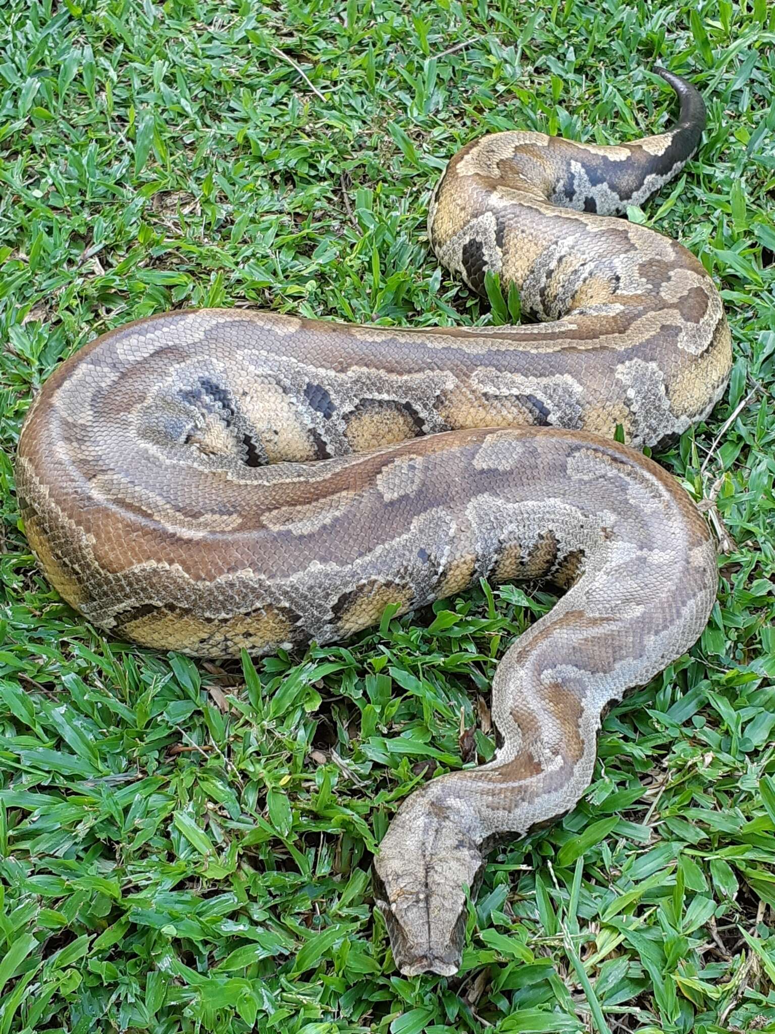 Image of Blood Python