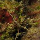 Image of Thread Pipefish