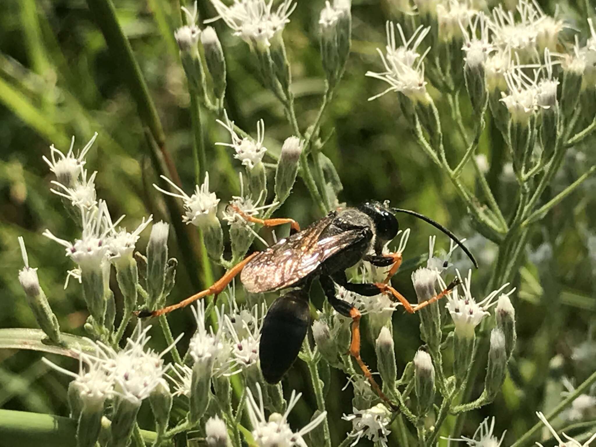 Image of Katydid Wasp