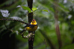 Image of Collared Whitestart