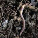 Image of Woodland white worm