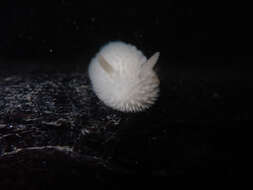 Image of Onchidoris evincta (Millen 2006)