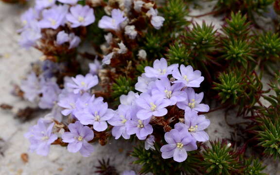 Image of Limonium kraussianum (Buchinger ex Boiss.) Kuntze