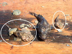 Image of Arctic Staghorn Sculpin