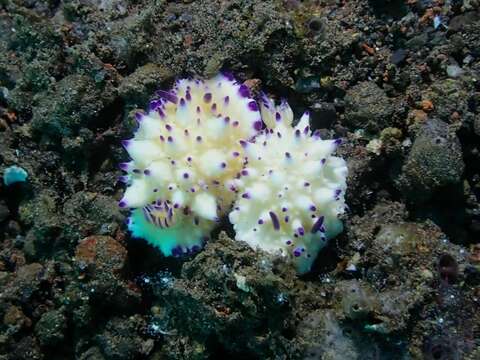 Image of Purple tipped multi-pustuled slug