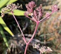 Image of coastal plain angelica