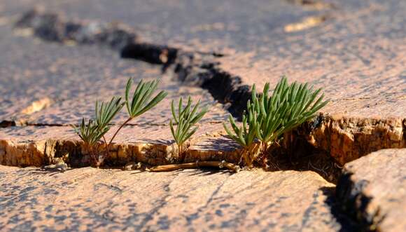 Imagem de Oxalis canaliculata Dreyer, Roets & Oberl.