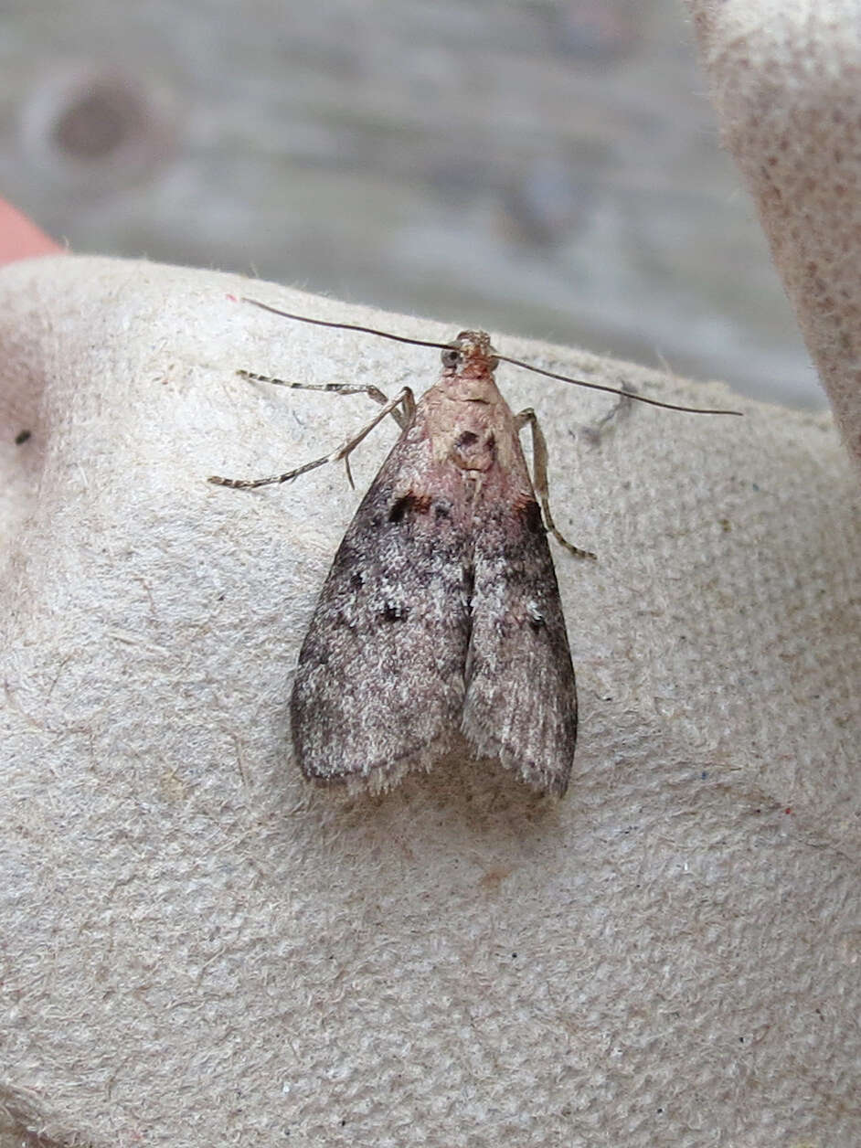 Image of Double-humped Pococera Moth