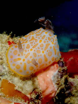 Image of Gold-spotted nudibranch