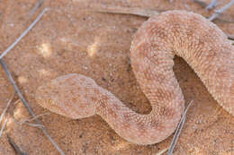 Image of Sahara Sand Viper