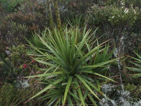 Image of Puya nitida Mez