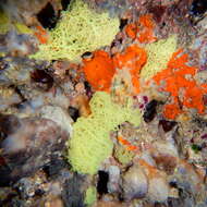 Image of yellow Clathrina