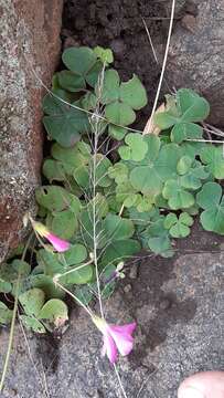 Image of red-flower woodsorrel