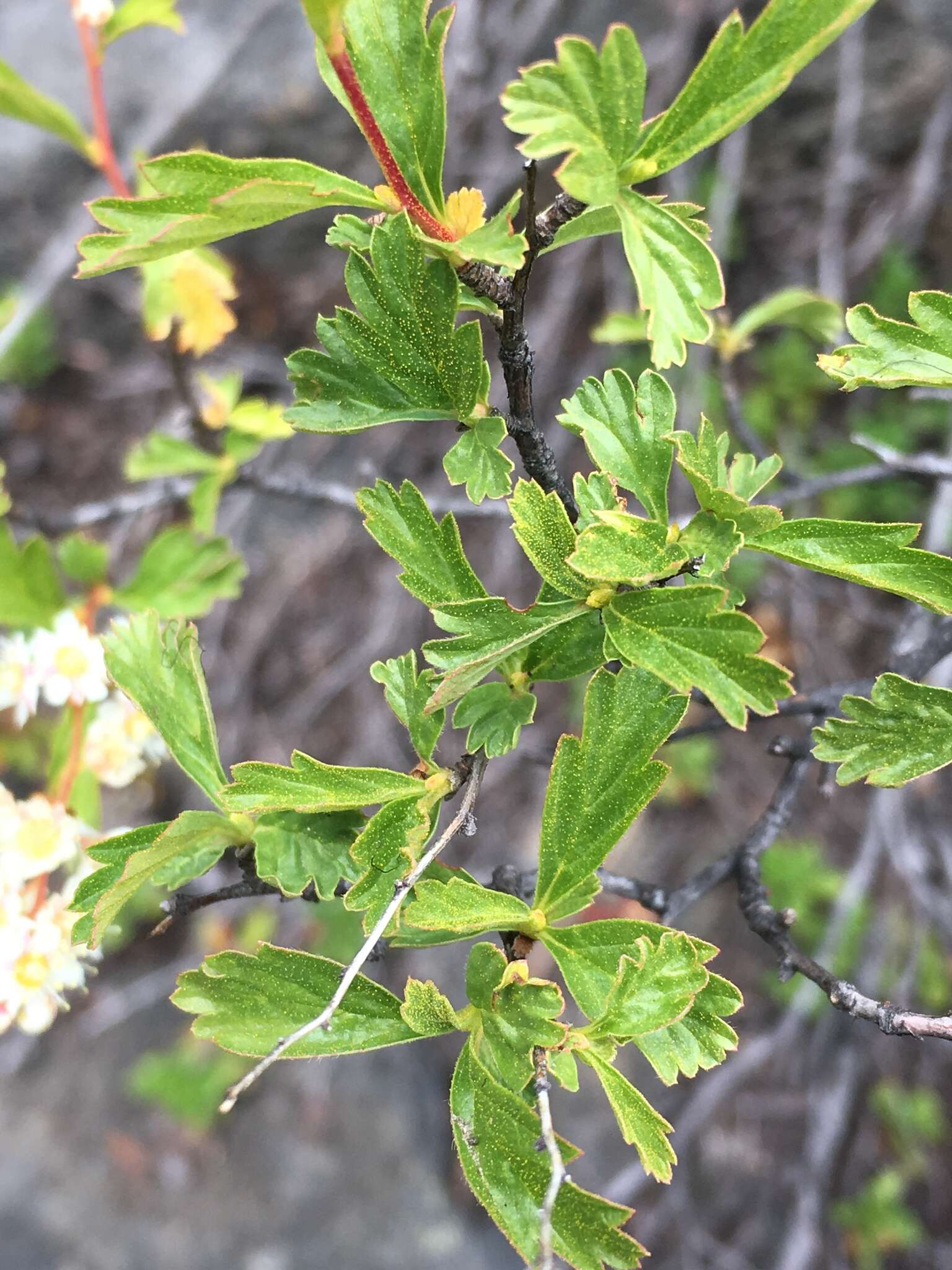 Image of oceanspray