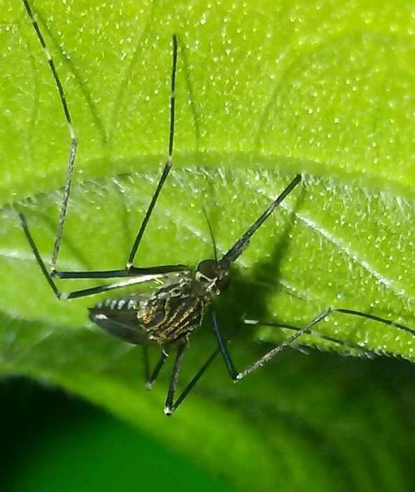 Image of Aedes japonicus (Theobald 1901)