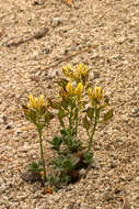 Image of Lake Tahoe draba