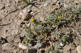 Image of Potentilla multifida L.