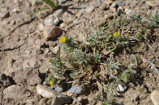 Image of Potentilla multifida L.