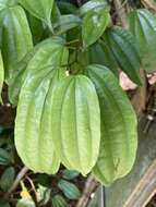 Image of Bauhinia kockiana var. kockiana