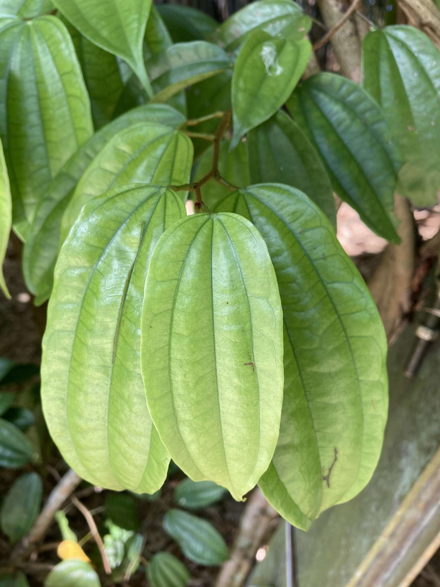 Image of Bauhinia kockiana var. kockiana