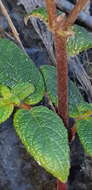 Image of Heppiella ulmifolia (Kunth) Hanst.
