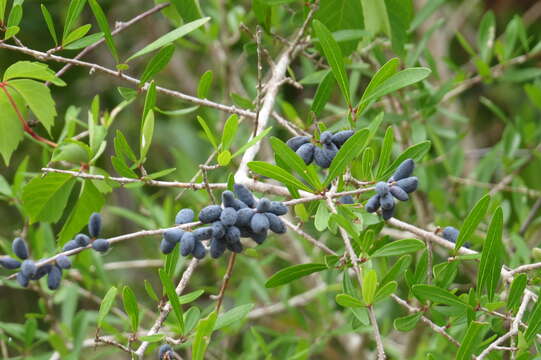 Image of Florida swampprivet