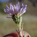 Image of western meadow aster