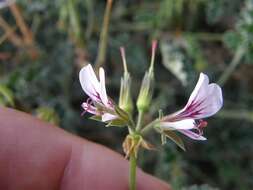 Image of geranium