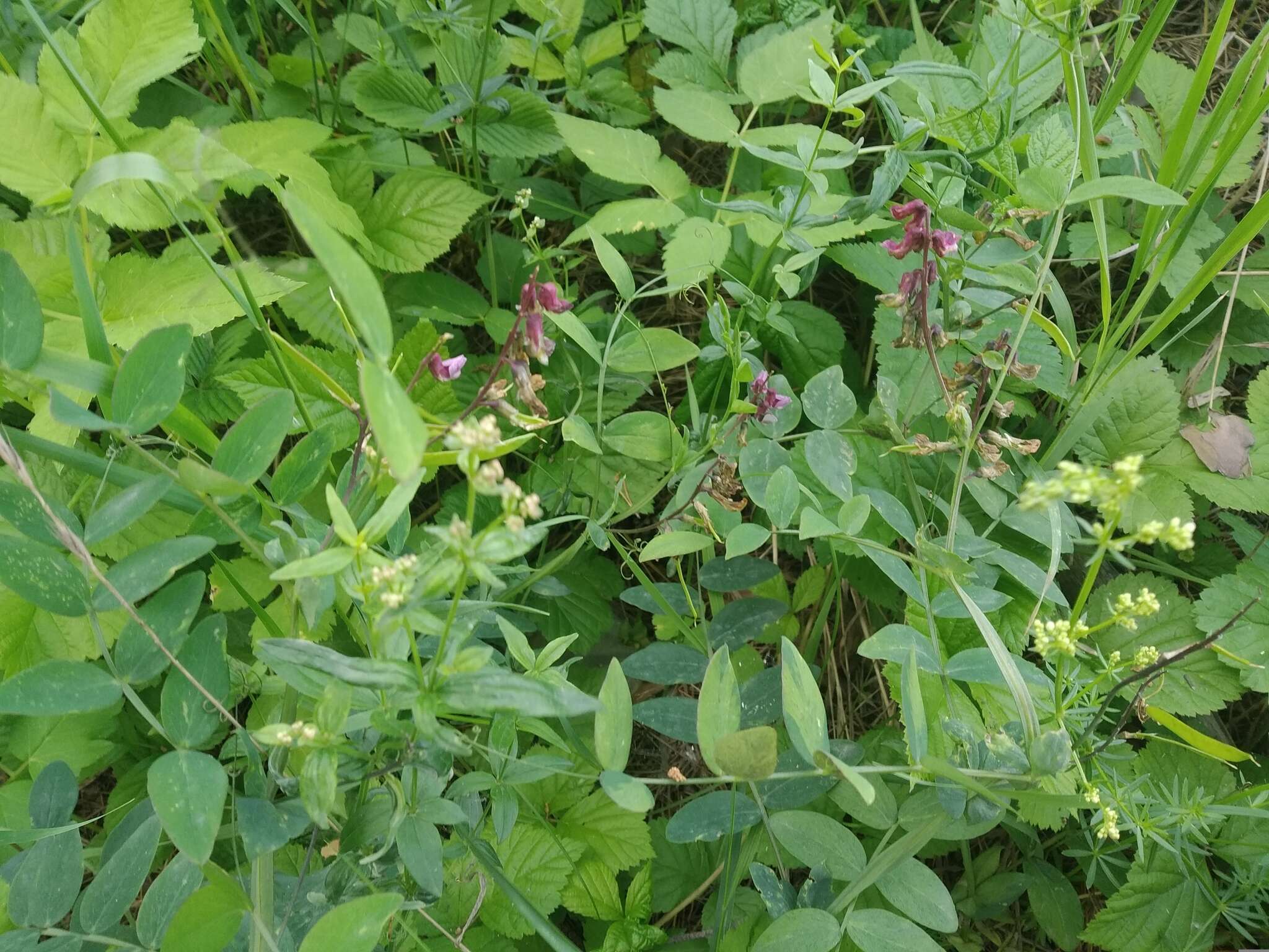 Imagem de Vicia megalotropis Ledeb.