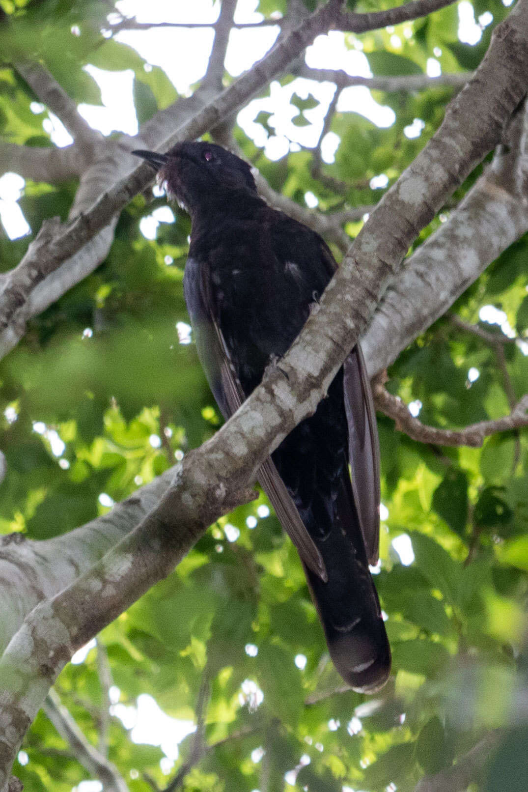 Image of Black Cuckoo