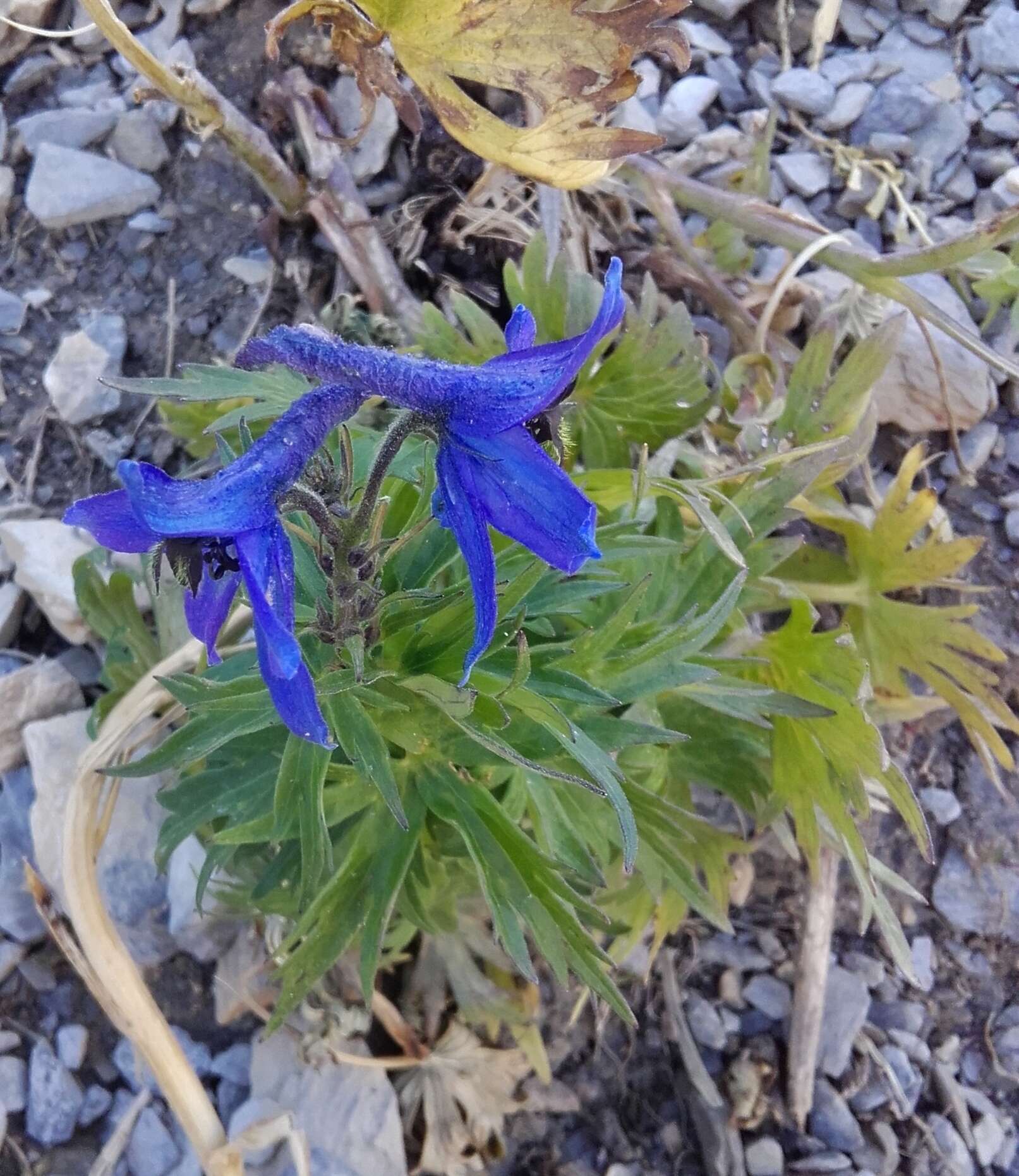 Delphinium dubium (Rouy & Fouc.) Pawl.的圖片