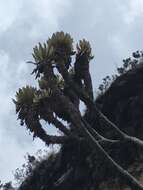 Image of Espeletia cachaluensis Rodr.-Cabeza & S. Díaz